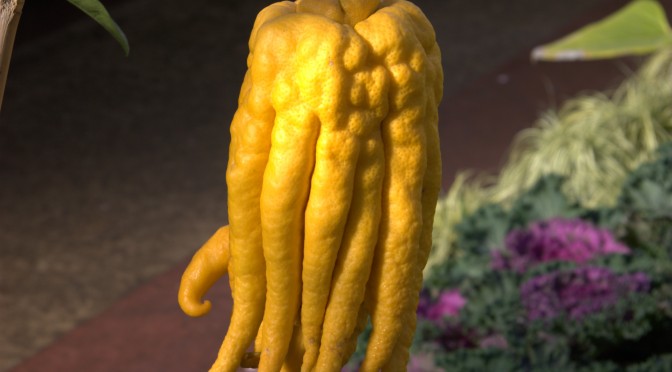 Buddha's hand citron
